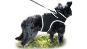 Get Accurate Pet Locations w/ Pet Tracker Realtime Dog Collar GPS Tracker Size:S